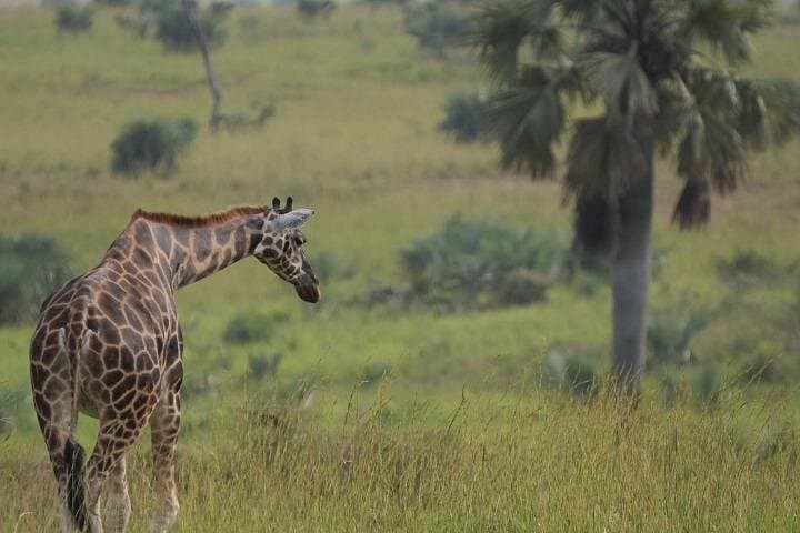 10-Day Uganda Gorilla, Chimpanzee & Wildlife Safari — Bwindi, Kibale, Queen Elizabeth & Murchison photo 1