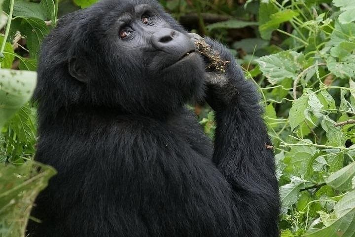 10-Day Uganda Gorilla, Chimpanzee & Wildlife Safari — Bwindi, Kibale, Queen Elizabeth & Murchison photo 2