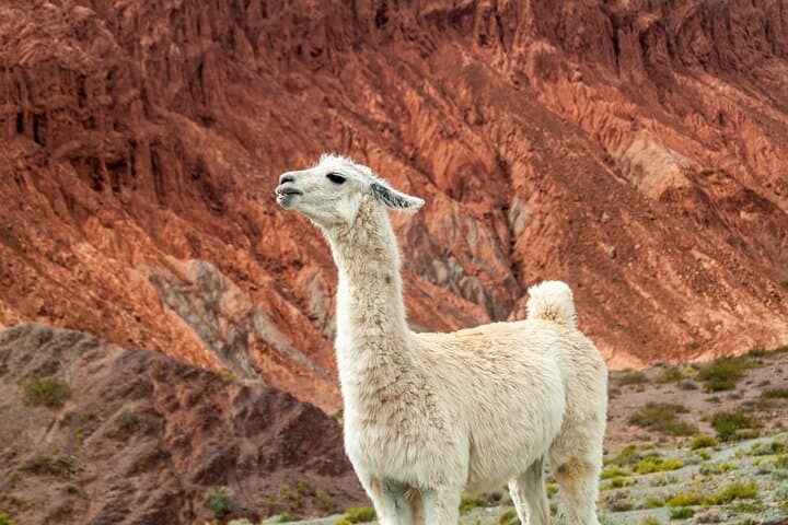 8-day-luxury-salta-north-west-tour-argentina photo 6