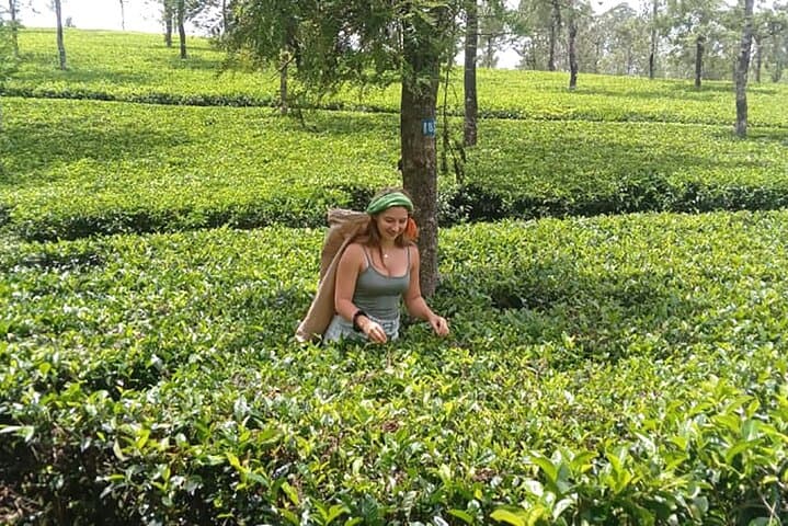 Ella Full-Day Tuk Tour: Nine Arches, Tea Gardens & Waterfalls Guide photo 2