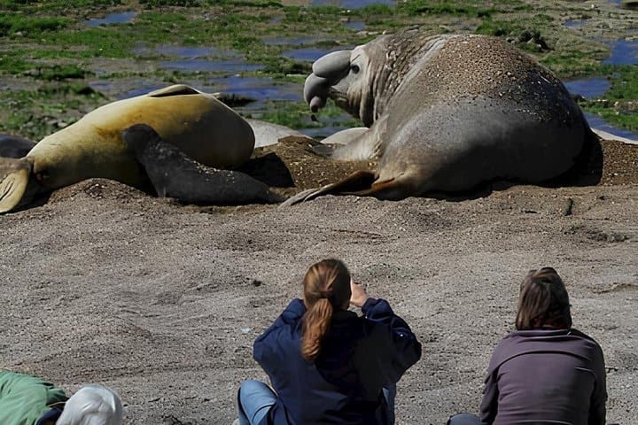 4x4-to-punta-ninfas-elephant-seals-and-lighthouse-full-day-from-puerto-madryn photo 2