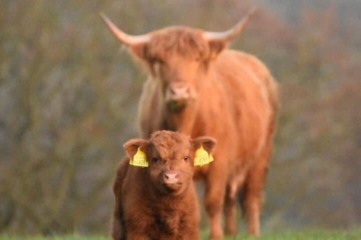 Highland Cow Experience at Jacksons Farm, Jedburgh — Meet the Herd and Explore a Working Scottish Farm photo 2