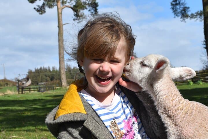 Highland Cow Experience at Jacksons Farm, Jedburgh — Meet the Herd and Explore a Working Scottish Farm photo 5