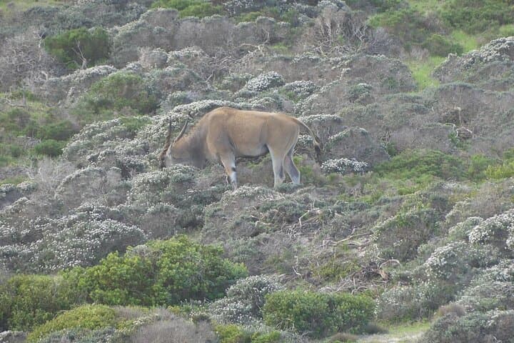 Cape Point & Boulders Beach Penguin Private Day Tour from Cape Town photo 4