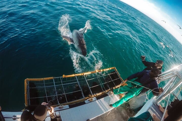 Shark Cage Diving from Cape Town to Dyer Island: Great White Experience photo 2