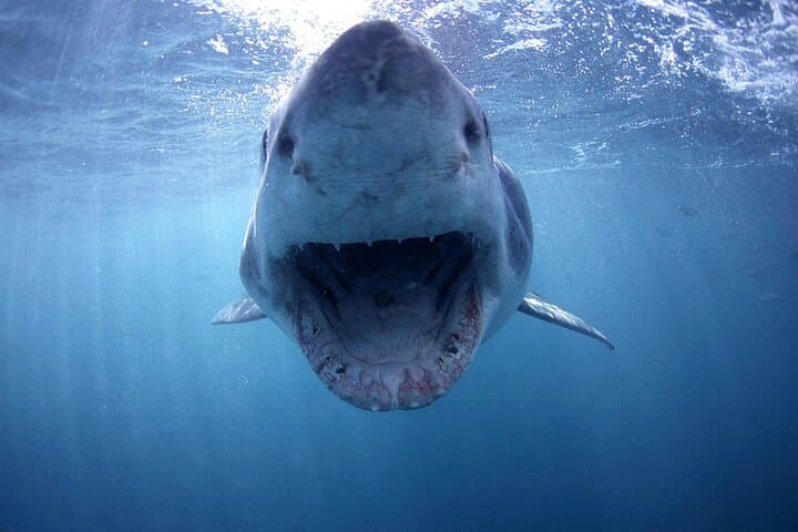 Shark Cage Diving from Cape Town to Dyer Island: Great White Experience photo 3
