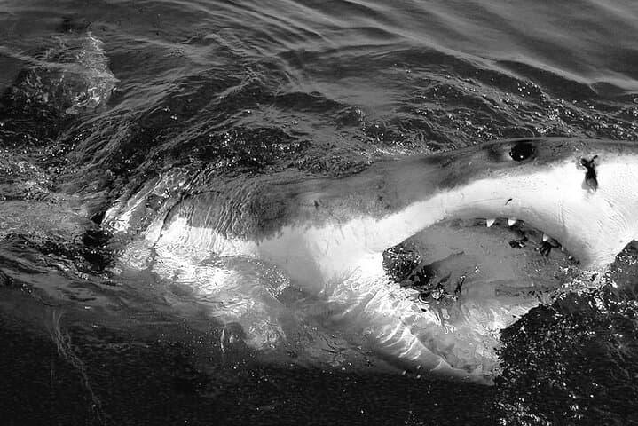 Shark Cage Diving from Cape Town to Dyer Island: Great White Experience photo 4