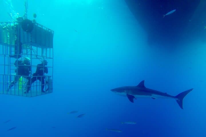 Shark Cage Diving from Cape Town to Dyer Island: Great White Experience photo 5