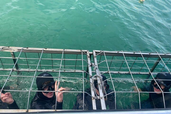 Shark Cage Diving from Cape Town to Dyer Island: Great White Experience photo 6