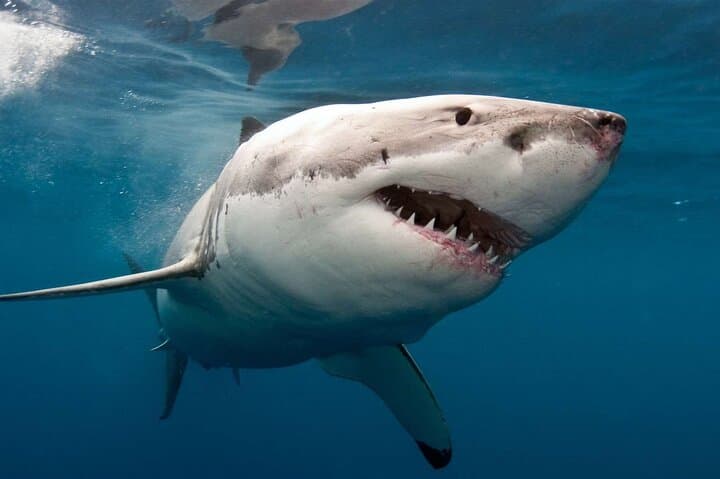 Shark Cage Diving from Cape Town to Dyer Island: Great White Experience