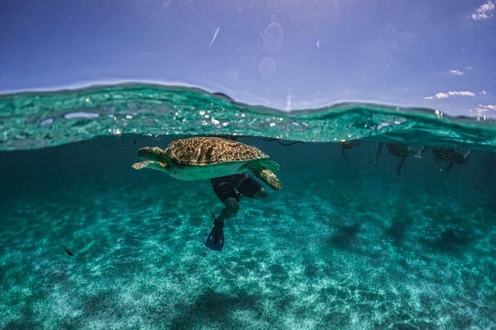 Semi-Private Akumal Turtle Snorkel and Tulum Cenote Swim