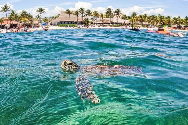 Semi-Private Akumal Turtle Snorkel and Tulum Cenote Swim photo 2