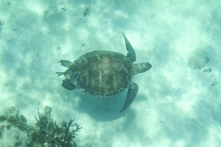 Semi-Private Akumal Turtle Snorkel and Tulum Cenote Swim photo 4