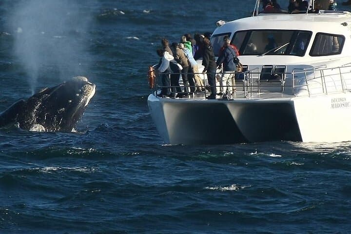 Hermanus Boat Whale Watching: Catamaran Tours to See Southern Right Whales photo 2