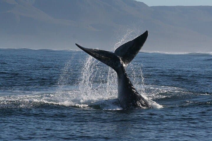 Hermanus Boat Whale Watching: Catamaran Tours to See Southern Right Whales photo 4