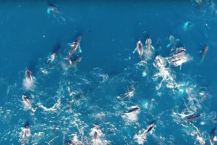Hermanus Boat Whale Watching: Catamaran Tours to See Southern Right Whales photo 3