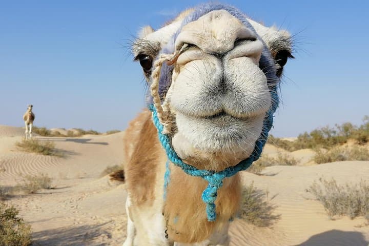 Private Camel Ride in Douz: Hour-Long Dune Trek South of the Sahara photo 3