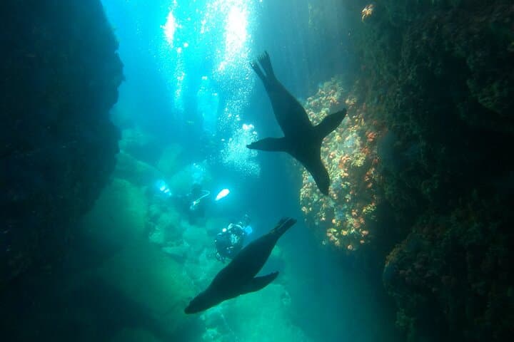 Espiritu Santo Island Snorkel & Sea Lion Encounter — Day Trip from La Paz photo 1