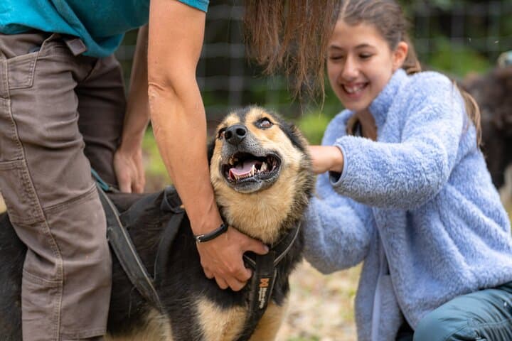 Fall Sled Dog Experience Near Fairbanks: 1-Hour Training Run with Alaskan Huskies photo 3