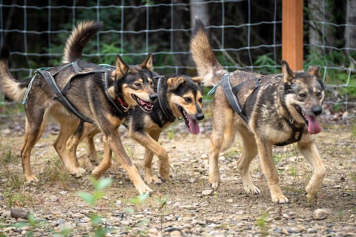 Fall Sled Dog Experience Near Fairbanks: 1-Hour Training Run with Alaskan Huskies photo 4