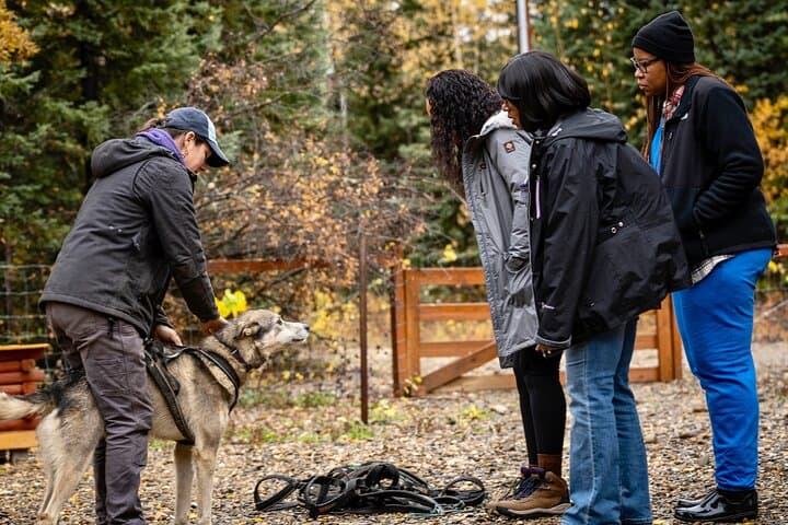 Fall Sled Dog Experience Near Fairbanks: 1-Hour Training Run with Alaskan Huskies photo 5