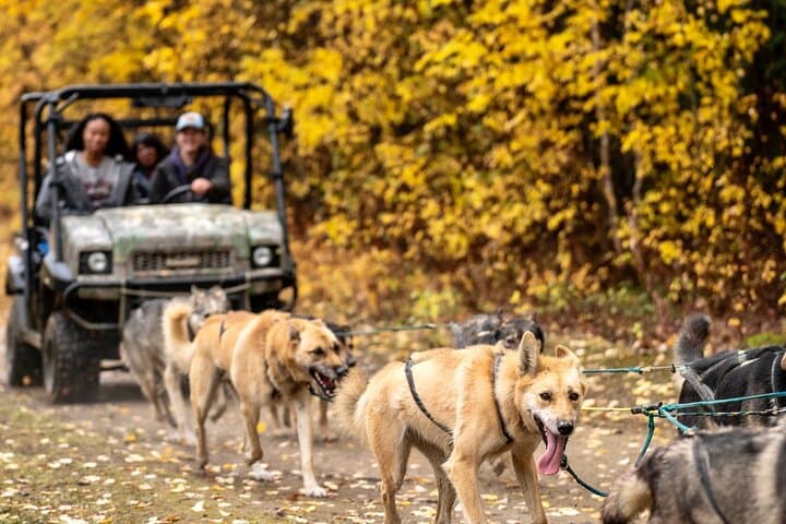 Fall Sled Dog Experience Near Fairbanks: 1-Hour Training Run with Alaskan Huskies photo 6