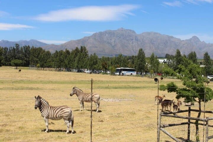 Table Mountain, Stellenbosch Wineries & Big‑Cats Park — Full‑Day Tour from Cape Town photo 4