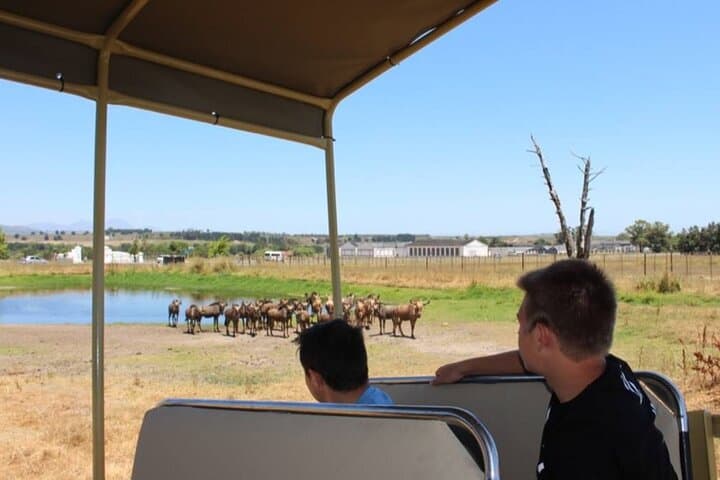 Table Mountain, Stellenbosch Wineries & Big‑Cats Park — Full‑Day Tour from Cape Town
