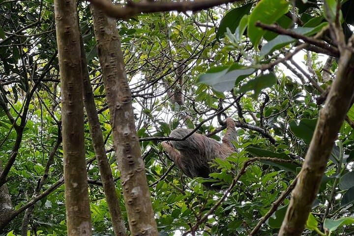 Sloth Discovery Tour La Fortuna: Guided Wildlife Walk with Naturalist photo 6