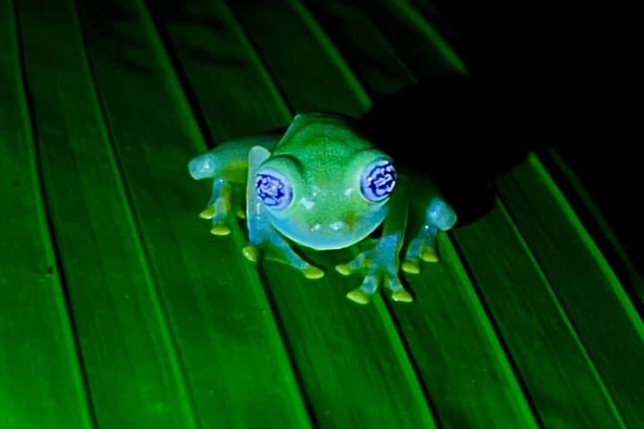 Night Walk in Arenal Tropical Forest — La Fortuna Guided Wildlife Tour