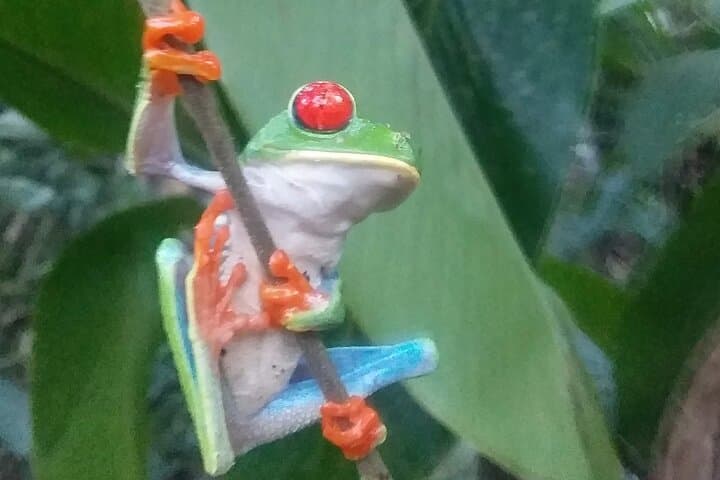 Night Walk in Arenal Tropical Forest — La Fortuna Guided Wildlife Tour photo 2
