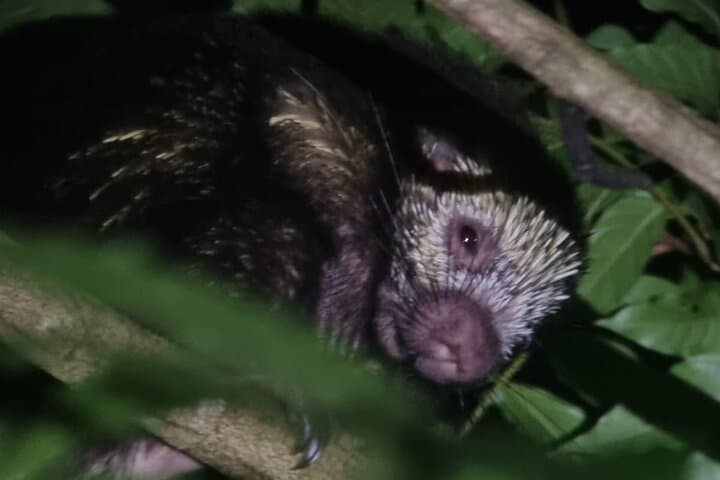 Night Walk in Arenal Tropical Forest — La Fortuna Guided Wildlife Tour photo 3