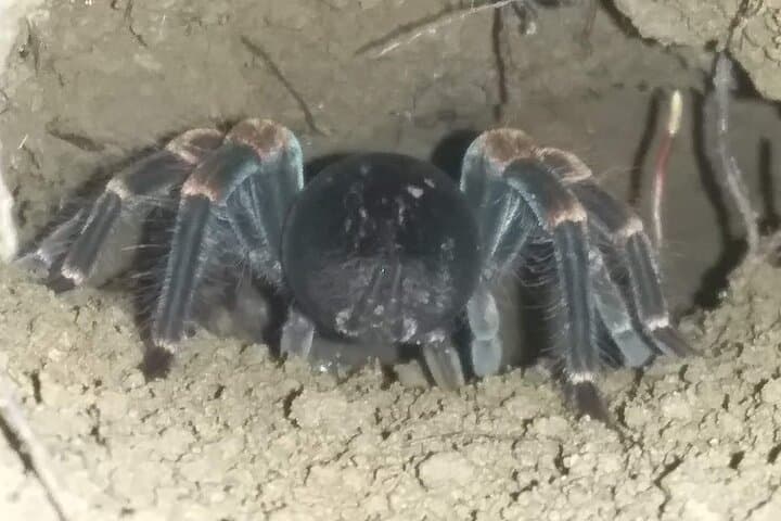 Night Walk in Arenal Tropical Forest — La Fortuna Guided Wildlife Tour photo 4