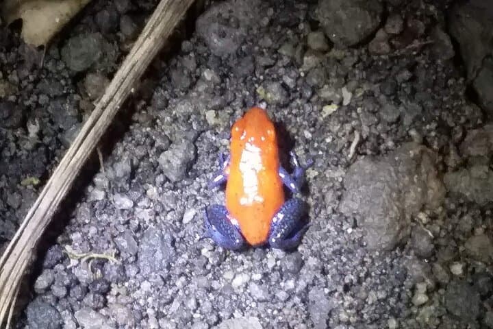 Night Walk in Arenal Tropical Forest — La Fortuna Guided Wildlife Tour photo 5
