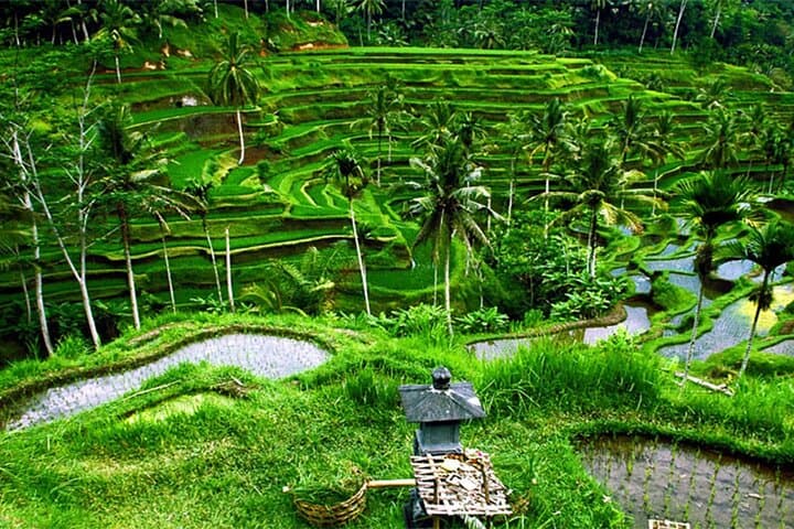 Ubud Full-Day Private Tour: Monkey Forest, Tegalalang Swing & Tegenungan Waterfall