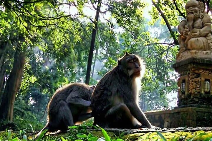 Ubud Full-Day Private Tour: Monkey Forest, Tegalalang Swing & Tegenungan Waterfall photo 2