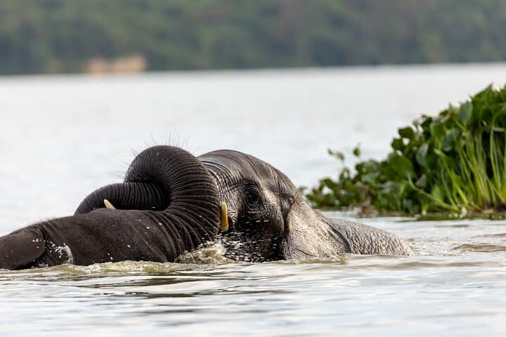 6-Day Uganda Gorilla, Chimpanzee and Wild Game Safari photo 2