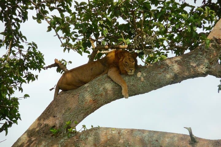 6-Day Uganda Gorilla, Chimpanzee and Wild Game Safari photo 4