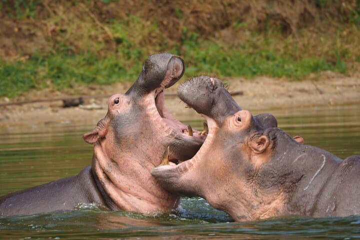 6-Day Uganda Gorilla, Chimpanzee and Wild Game Safari photo 5
