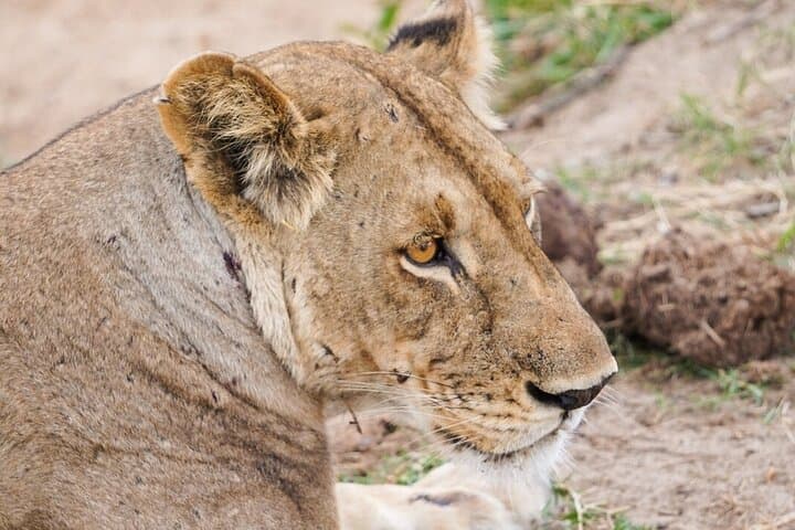 Zanzibar to Mikumi: Full-Day Air Safari with Bush Lunch photo 4