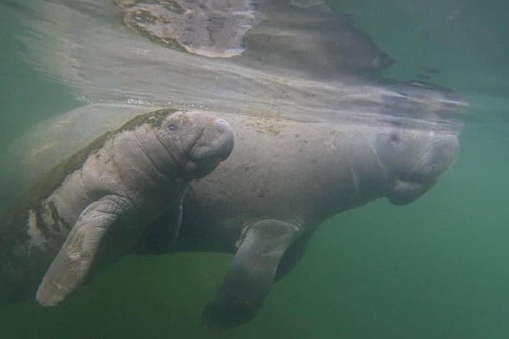 Private Manatee Swim in Crystal River: 6-Person Tour with Free Photos photo 3