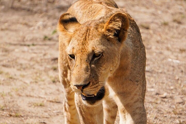 Zanzibar to Mikumi: Full-Day Air Safari with Bush Lunch