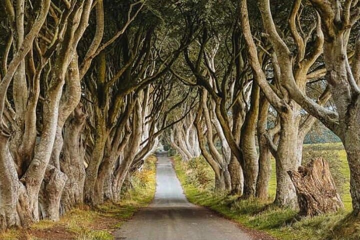 Giants Causeway Private Day Tour from Belfast: Carrick-a-Rede, Dark Hedges & Bushmills photo 3