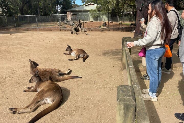 Blue Mountains Private Day Trip: Featherdale Wildlife, Scenic World & Three Sisters photo 4