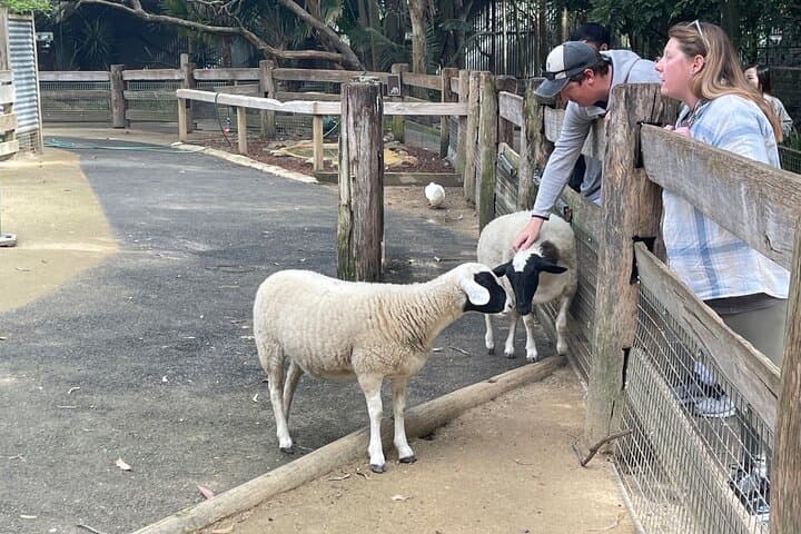 Blue Mountains Private Day Trip: Featherdale Wildlife, Scenic World & Three Sisters photo 5
