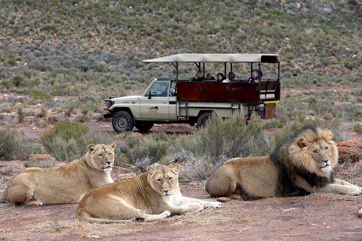 Aquila Game Reserve Safari with Wine Tasting — Day Trip from Cape Town photo 5