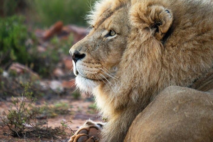 Aquila Game Reserve Safari with Wine Tasting — Day Trip from Cape Town photo 3