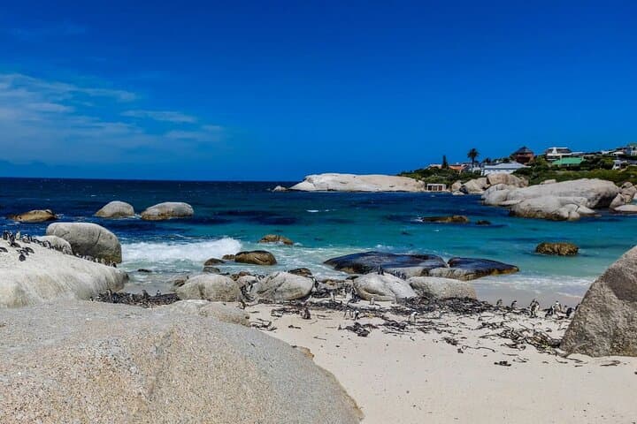 Table Mountain, Boulder's Beach & Cape Point: Cape Town Coastal Day Tour photo 4
