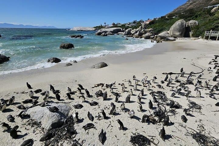 Table Mountain, Boulder's Beach & Cape Point: Cape Town Coastal Day Tour photo 6