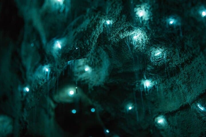 Waitomo Glowworm Caves and Te Puia Rotorua Day Tour from Auckland photo 5